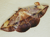 Hypopyra capensis